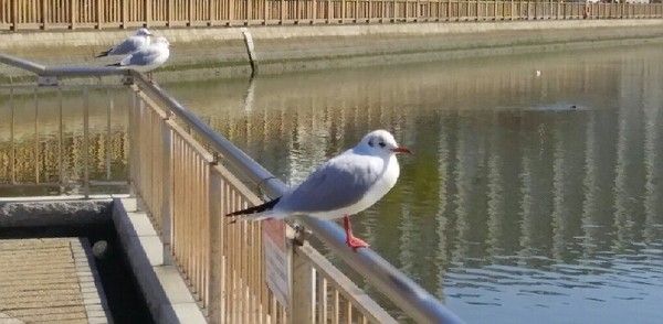 IMG_20180303_181049a.jpg