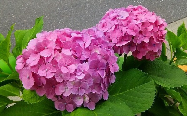 IMG_20200618_080849.jpg