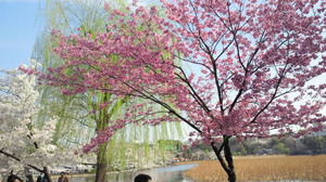 NEC_0381.jpg