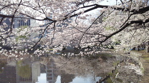 NEC_0383.jpg