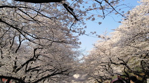 NEC_0388.jpg