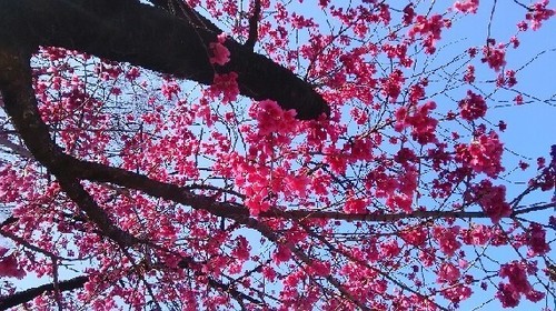kanhizakura_2.jpg